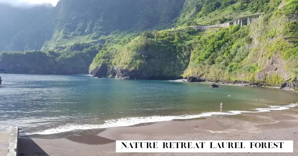 nature retreat laurel forest